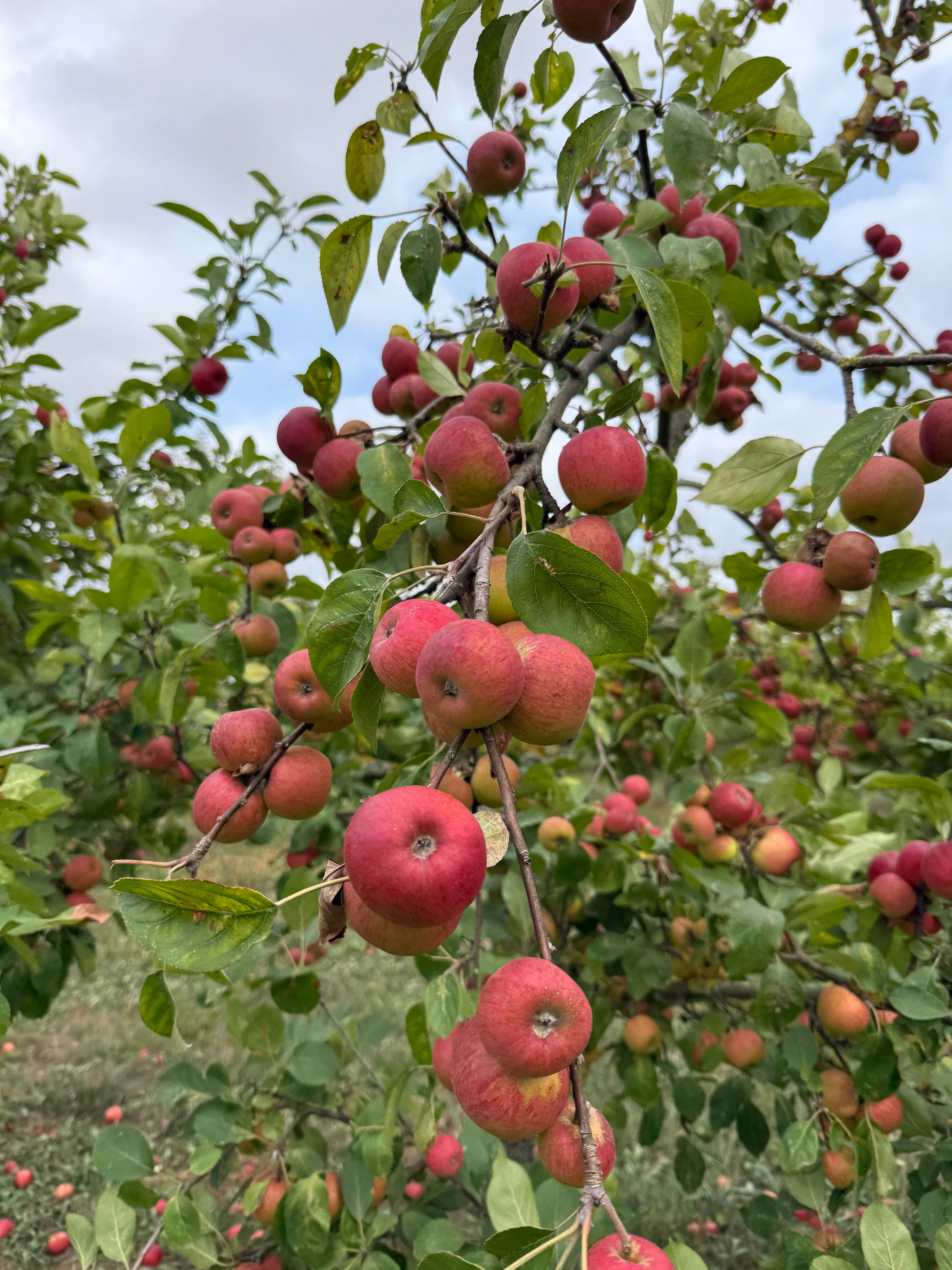 Pommes à cidre dans le verger