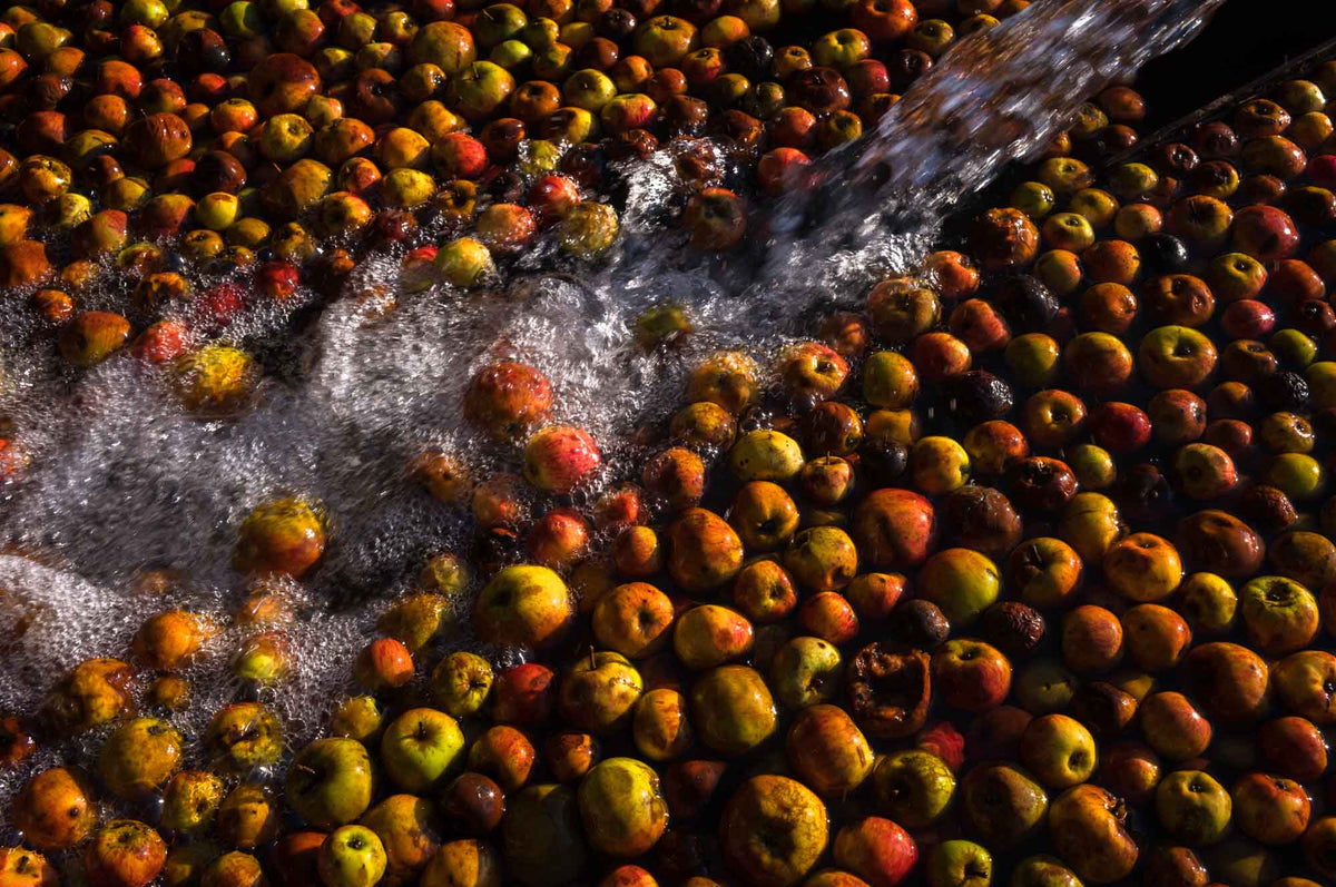 Pommes à cidre lavées avant leur transformation à la Ferme de Billy