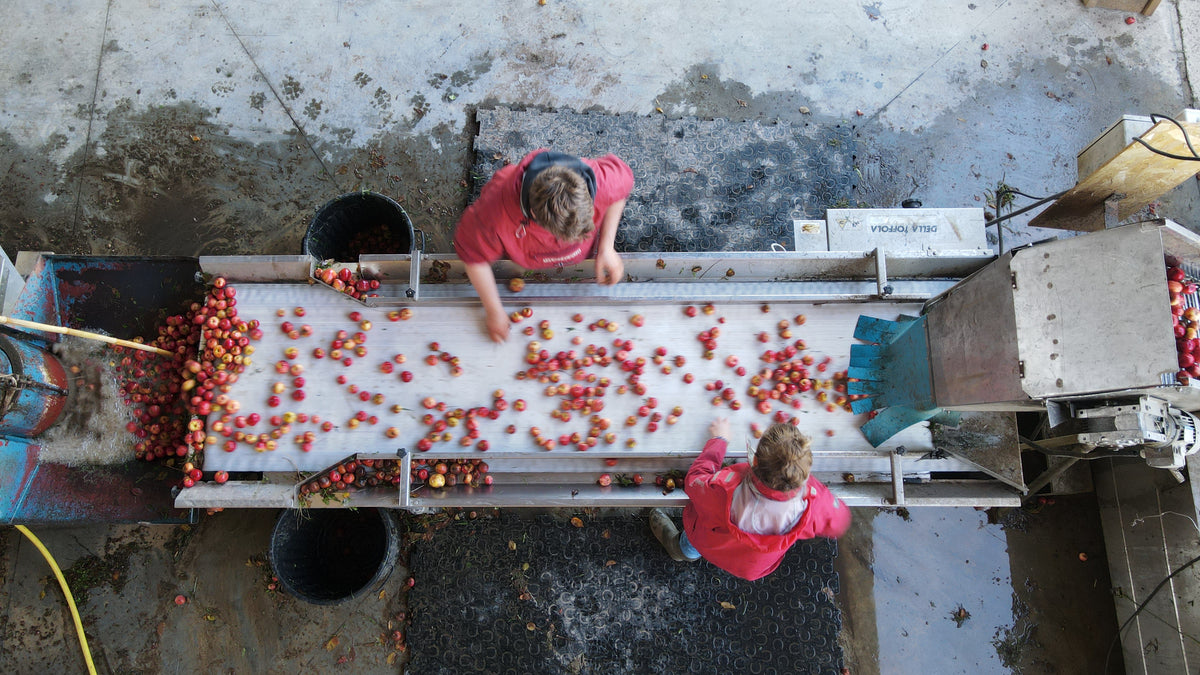 Pommes sur une table de tri avant transformation